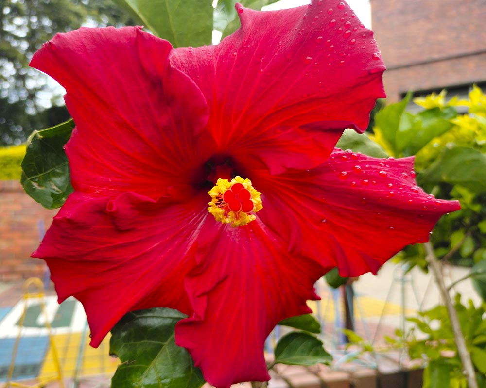 Hibiscus spp