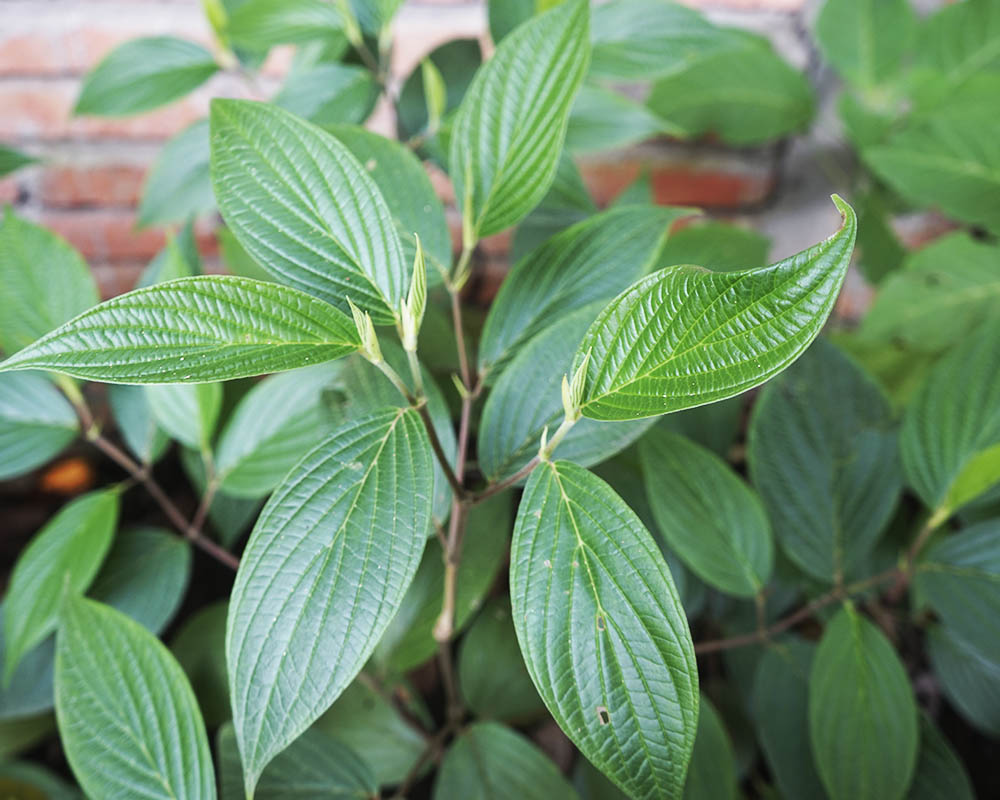 Piper eriopodon