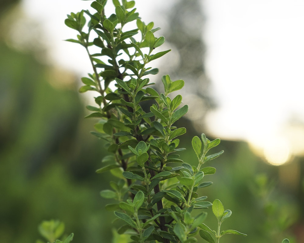 Satureja viminea