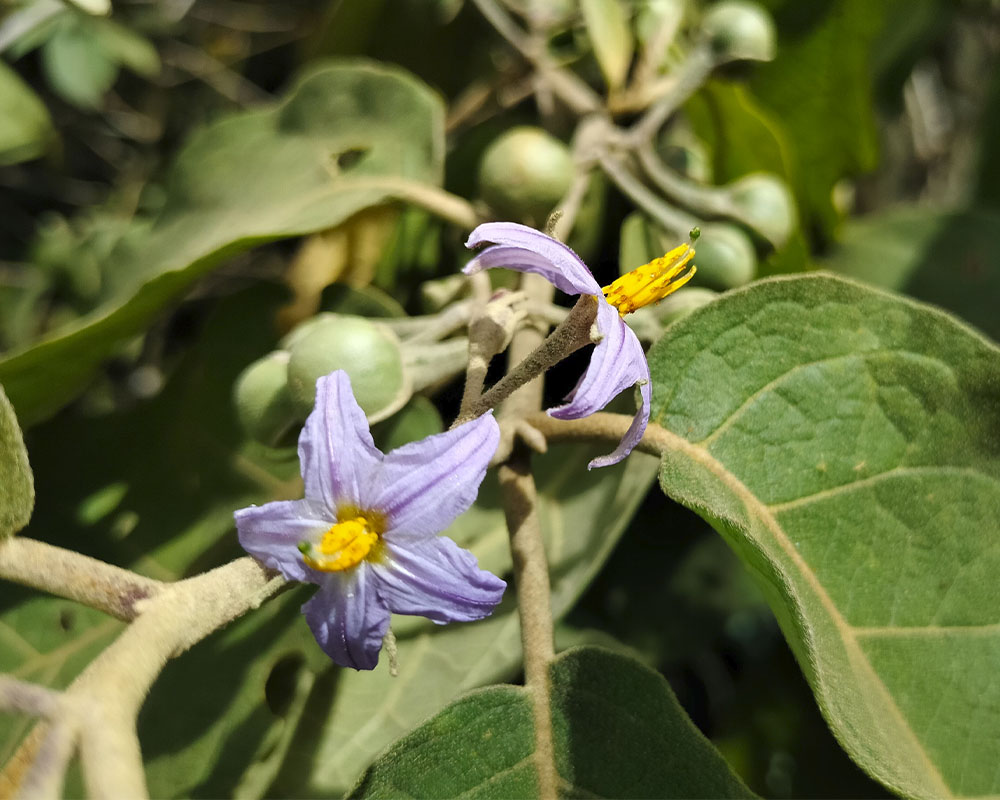 Solanum crotonifolium