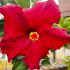 Hibiscus spp