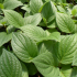 Piper dilatatifolium
