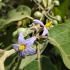 Solanum crotonifolium